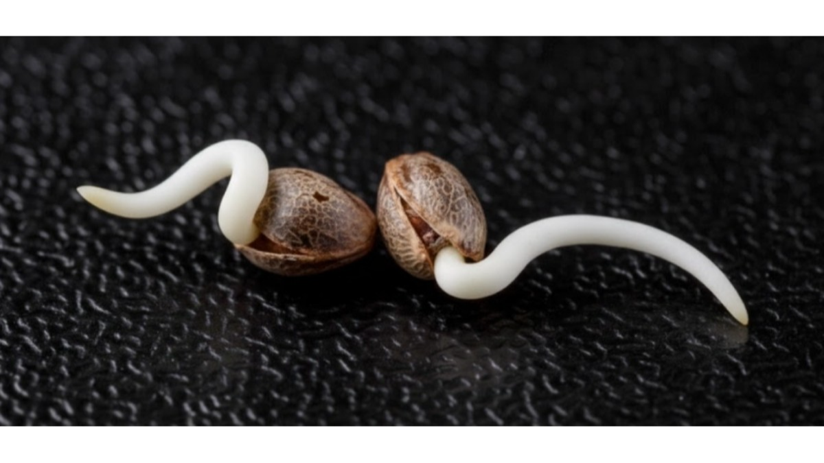 Autoflower Samen