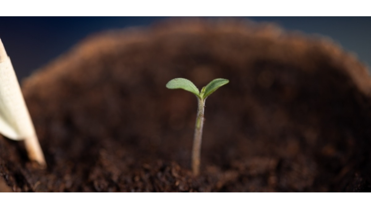 Autoflower Samen