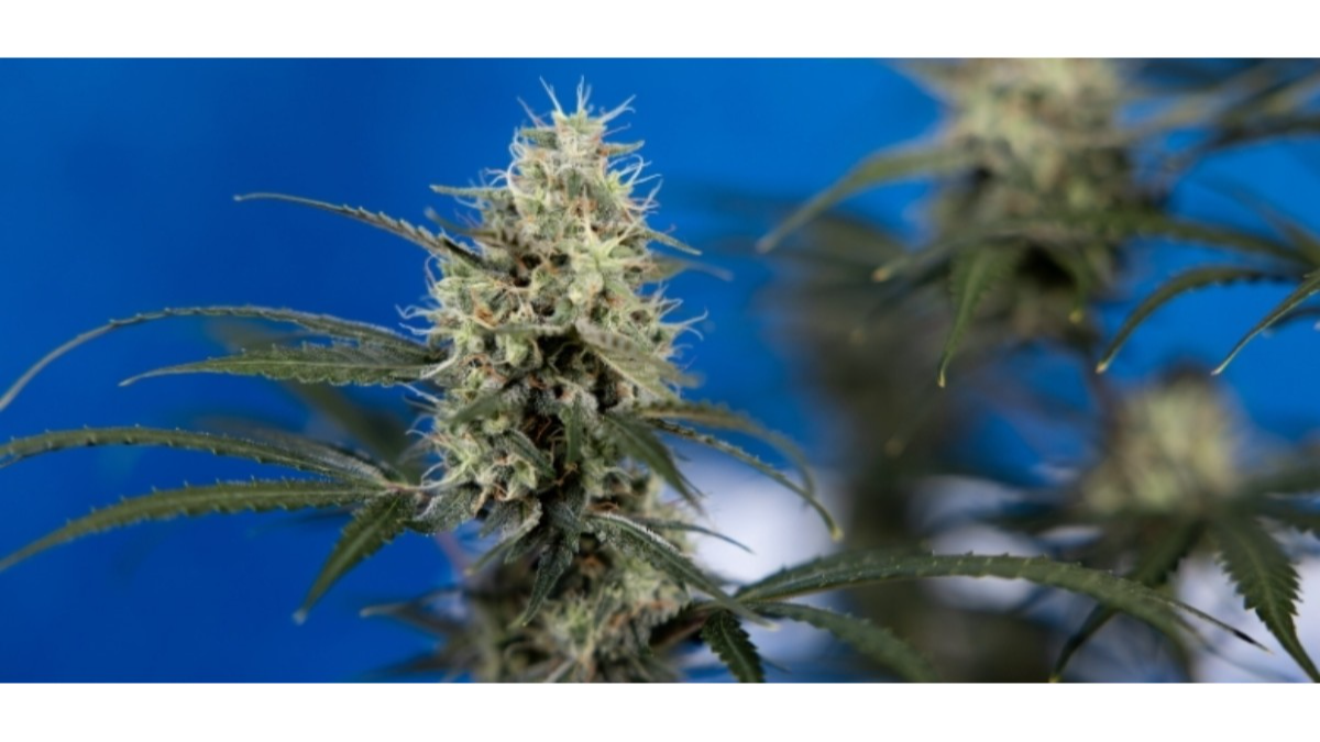 Autoflower Samen