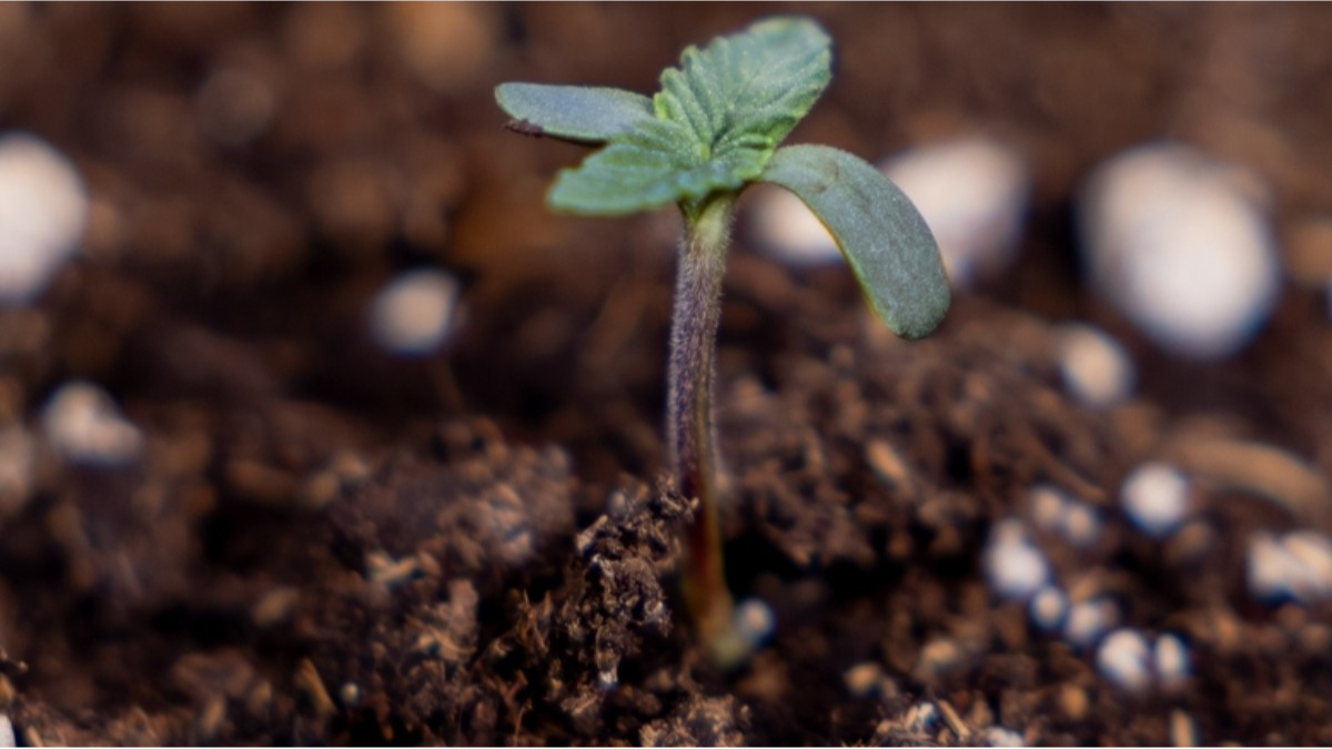 Autoflower Samen